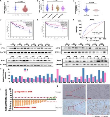 Frontiers Atf Suppresses Growth And Metastasis Of Clear Cell Renal